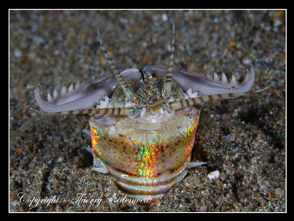 Anilao Macro Dive Media Highlight